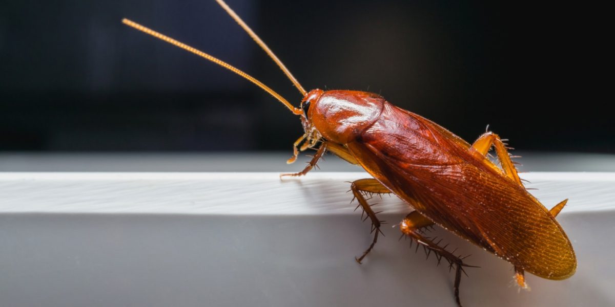 These Are the Signs of Cockroaches in Homes Organize With Sandy