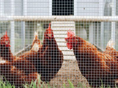 21 Amazing Chicken Coop Nesting Box Ideas