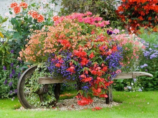 A Wheelbarrow Planter Full of Flourishing Bushes