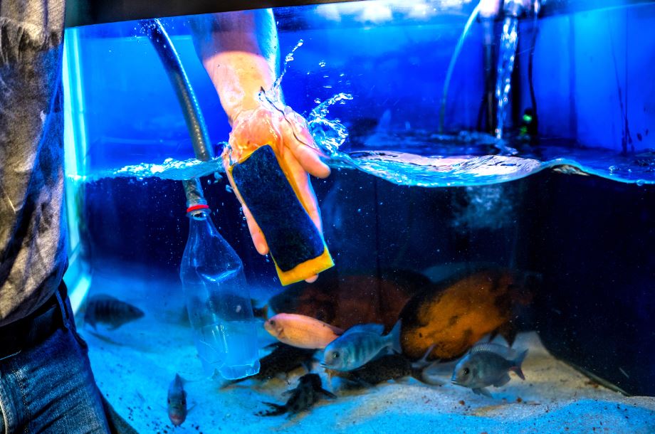 5 Things To Be Aware of When Cleaning an Aquarium - How To Clean A Fish Tank FeatureD Image