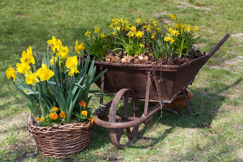 Shades of The Yellow Wheelbarrow to Brighten Your Garden
