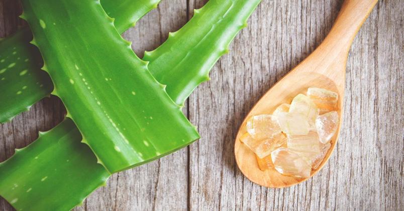 Aloe Vera Leaf Fresh (single) - Pound Veg