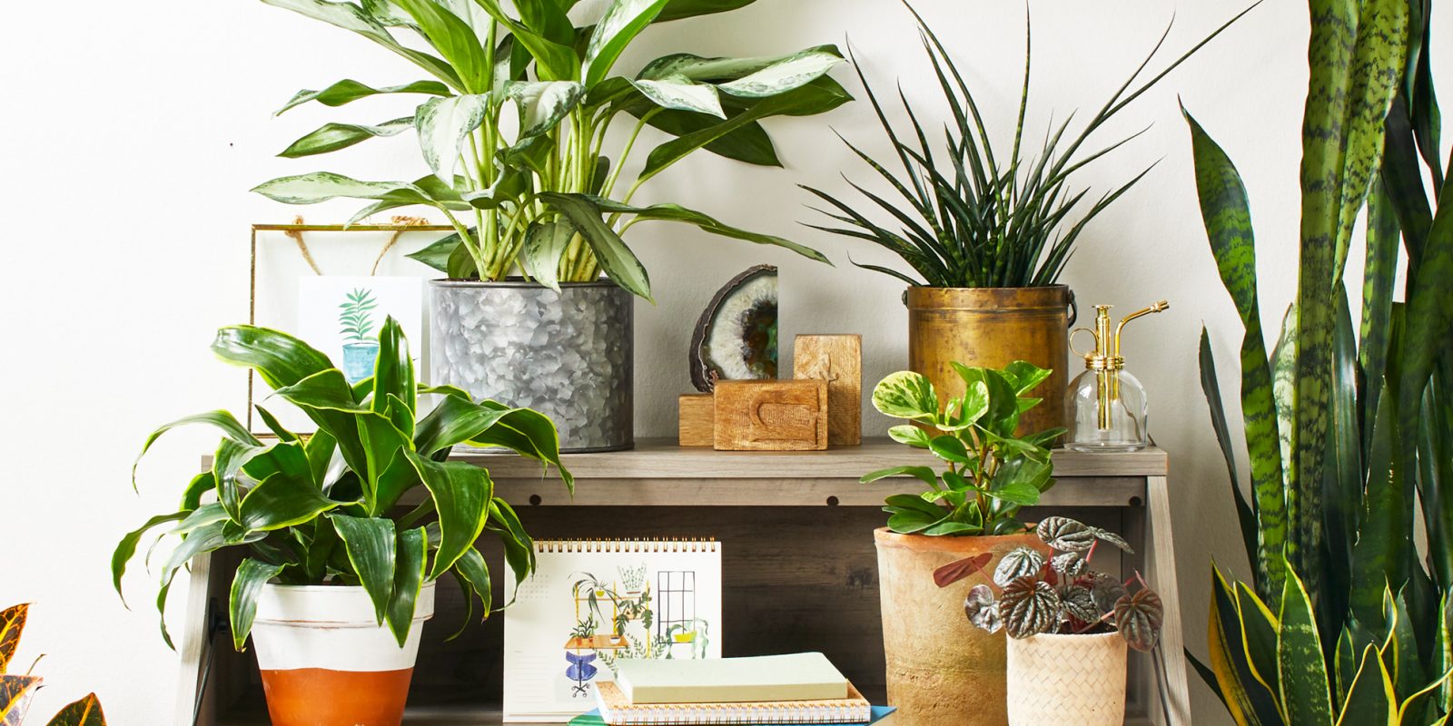 The Best Way To Choose Houseplants To Match Any Space Organize With Sandy
