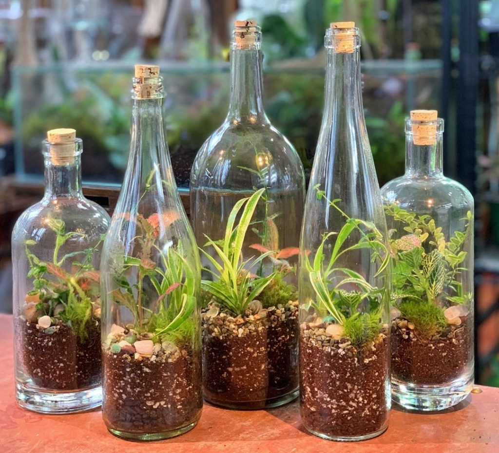 Tips And Tricks To Craft A Great Glass Jar Terrarium Organize With Sandy