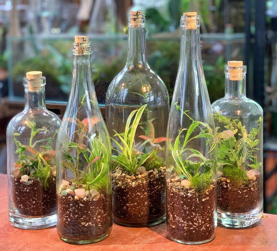  Examples of wine and whiskey bottle terraniums _ Pinterest