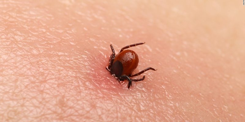 10 Ways to Keep the Pesky Ticks Out of Your Yard