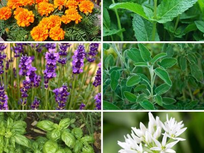 12 Plants that Help Repel Bugs Naturally
