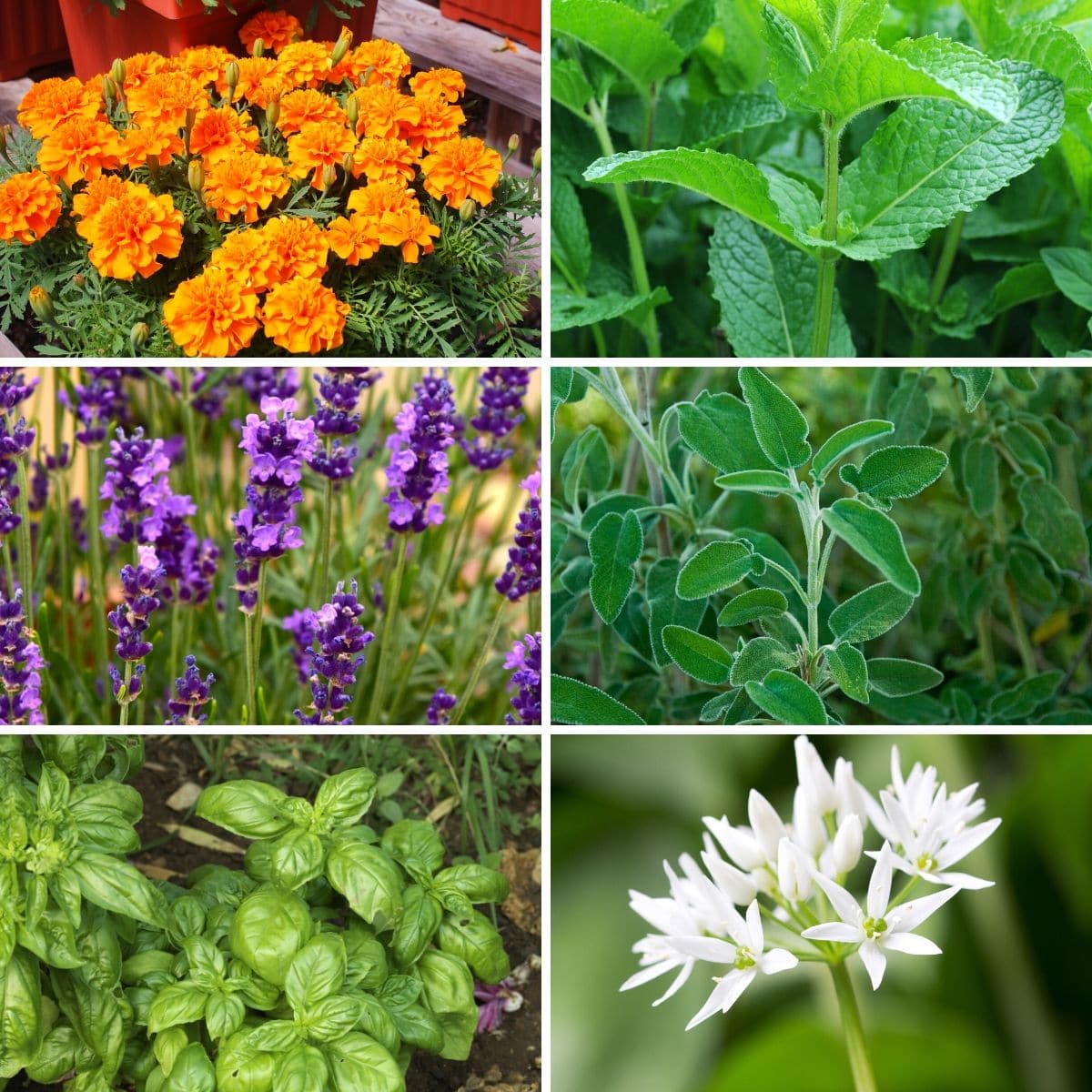 12 Plants That Help Repel Bugs Naturally 