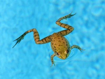 5 Plants That You Can Plant Around Pools to Help Repel Frogs