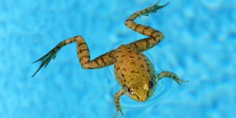5 Plants That You Can Plant Around Pools to Help Repel Frogs
