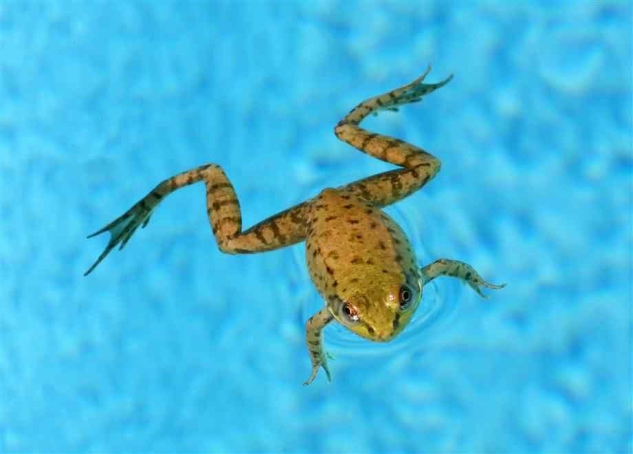 5 Plants That You Can Plant Around Pools to Help Repel Frogs Organize