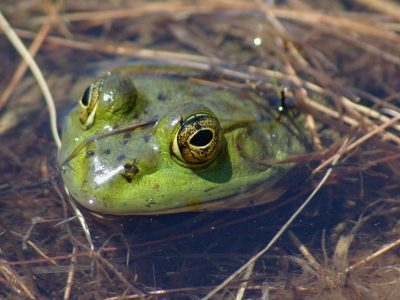 5 Ways to Get Rid of Frogs and Toads in Your Yard 
