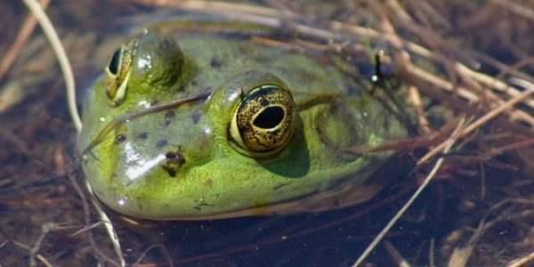 5 Ways to Get Rid of Frogs and Toads in Your Yard - Organize With Sandy