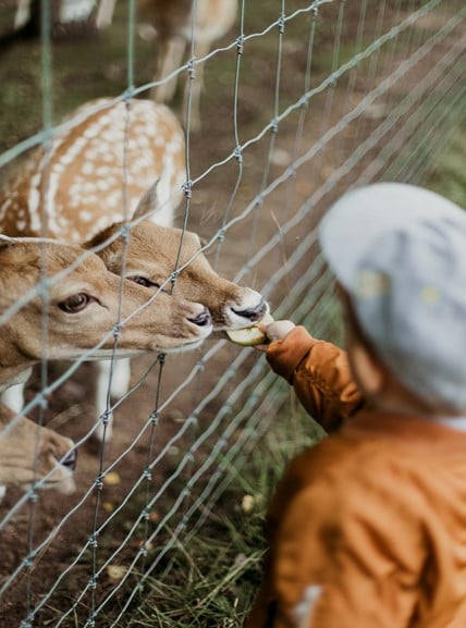 Advantages of Feeding and Keeping Deer