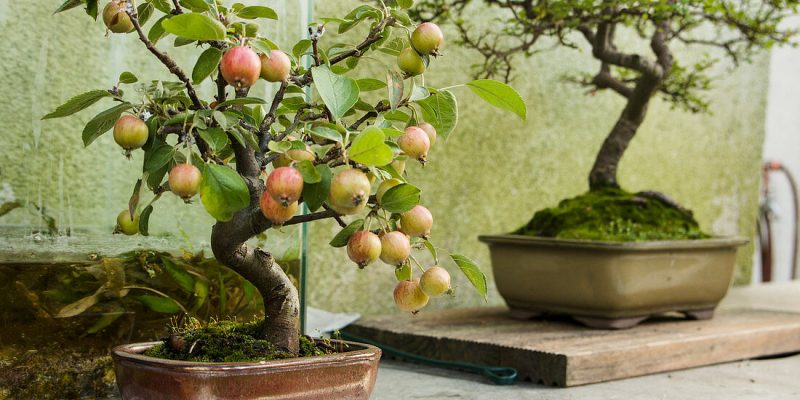 Ovocný strom jablko bonsai