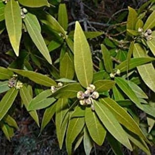 Bay Leaves