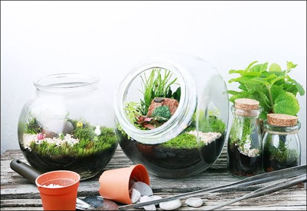 Benefits of Terrariums