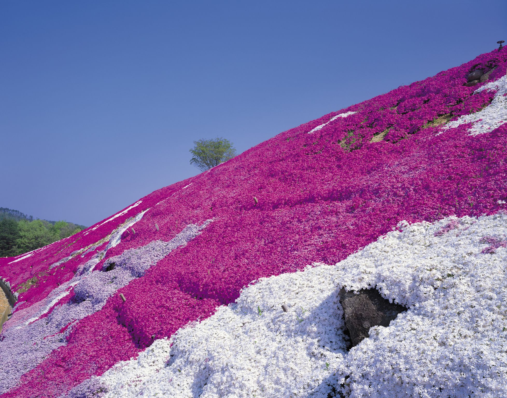 6 Best Plants For Steep Hillside Organize With Sandy