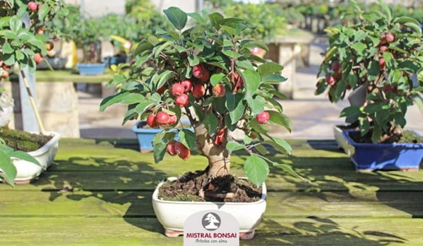 Bonsai Apple Tree