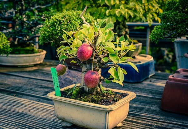 Bonsai Apple Tree