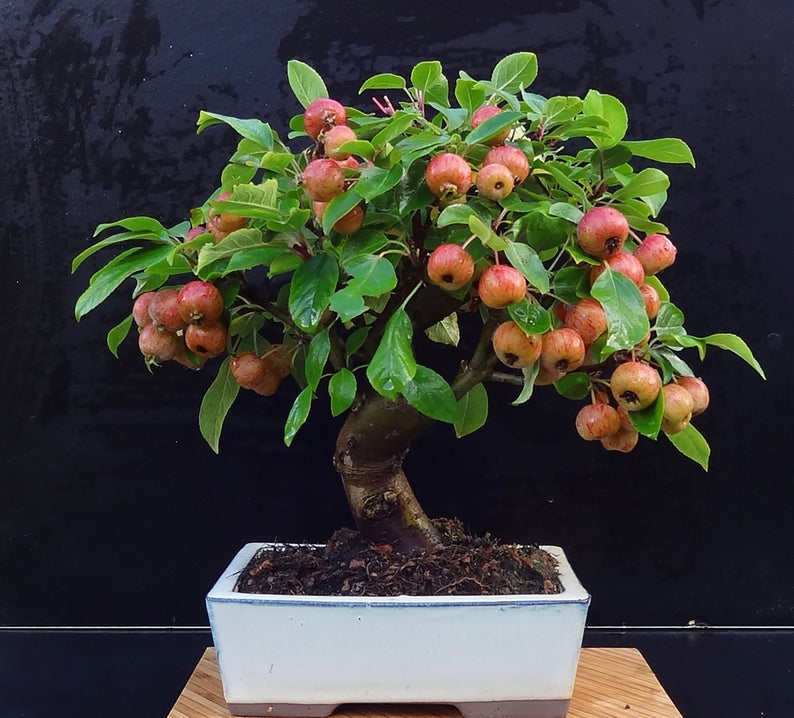 Bonsai Apple Tree
