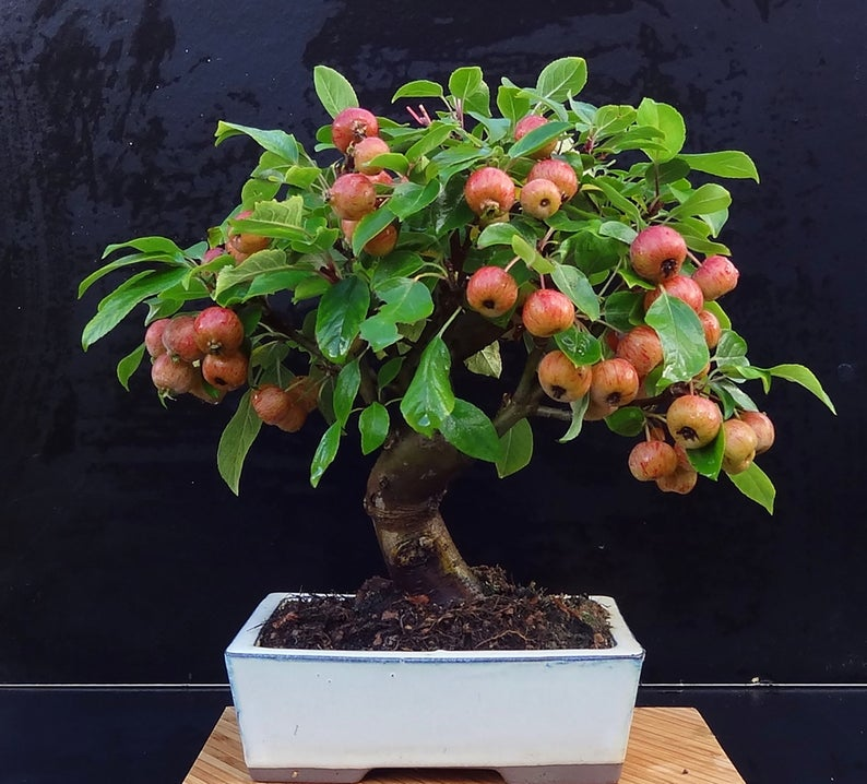 How Long Does It Take to Grow a Bonsai Apple Tree - Organize With Sandy