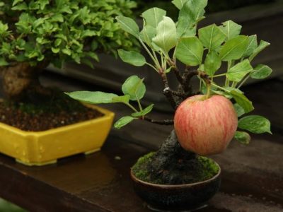 Bonsai Apple Trees – A Complete Guide
