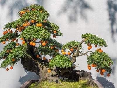 Bonsai Fruit Tree