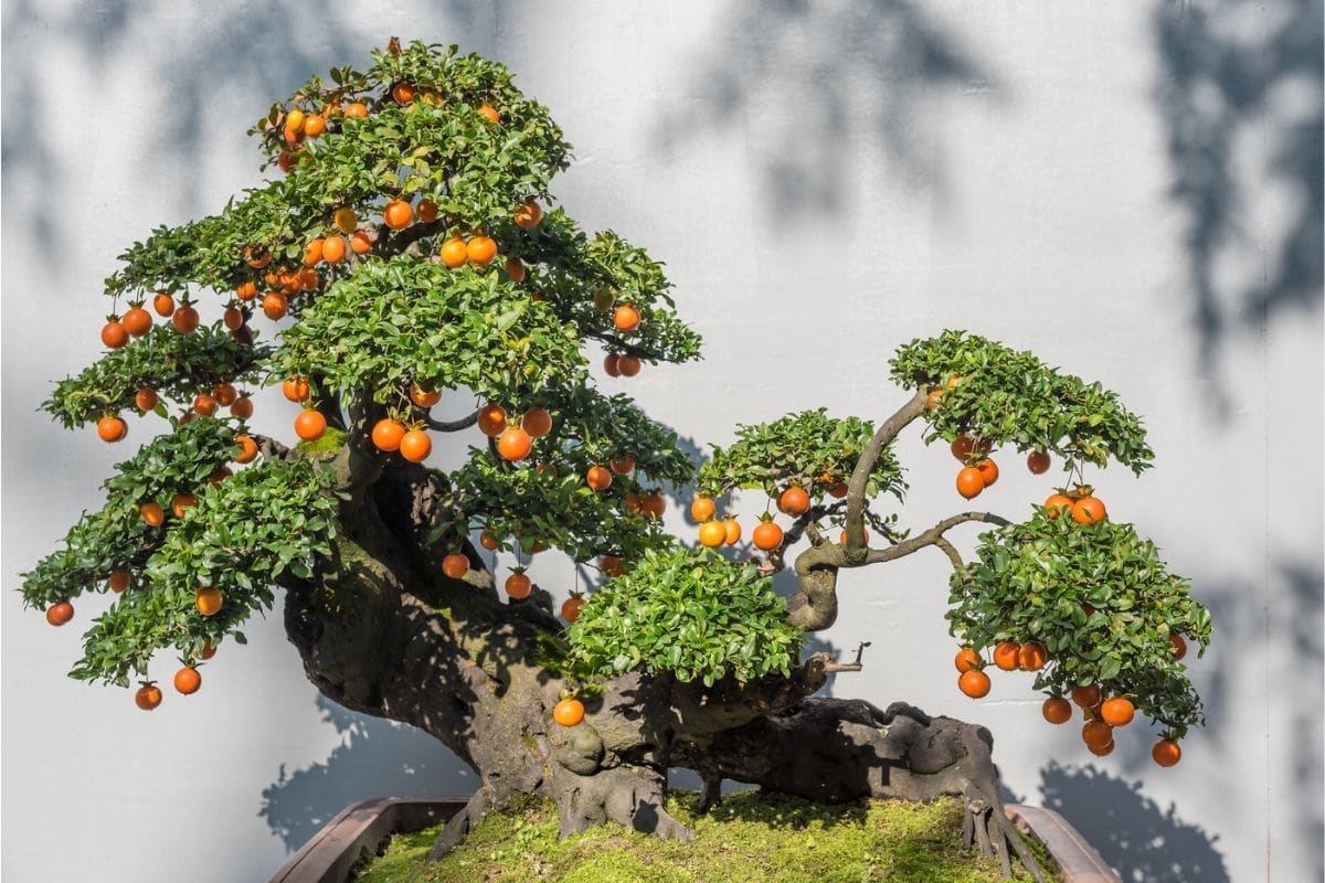 Top Fruit Bonsai Trees of all time Learn more here 