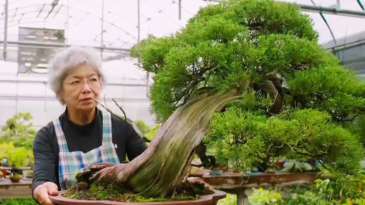 Bonsai