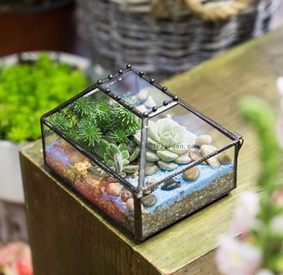 Box Garden Terrarium