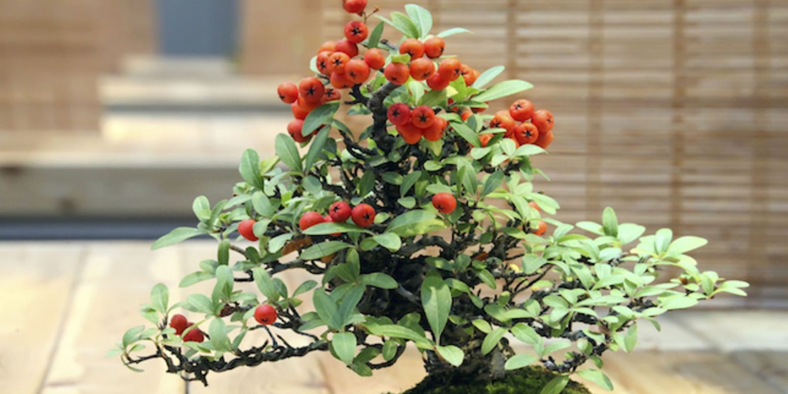 Can Bonsai Tree Produce Fruits? Organize With Sandy