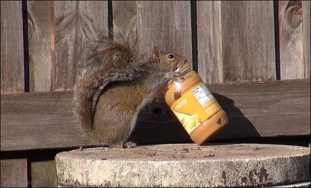 Can One Feed Normal Human Food to Squirrels