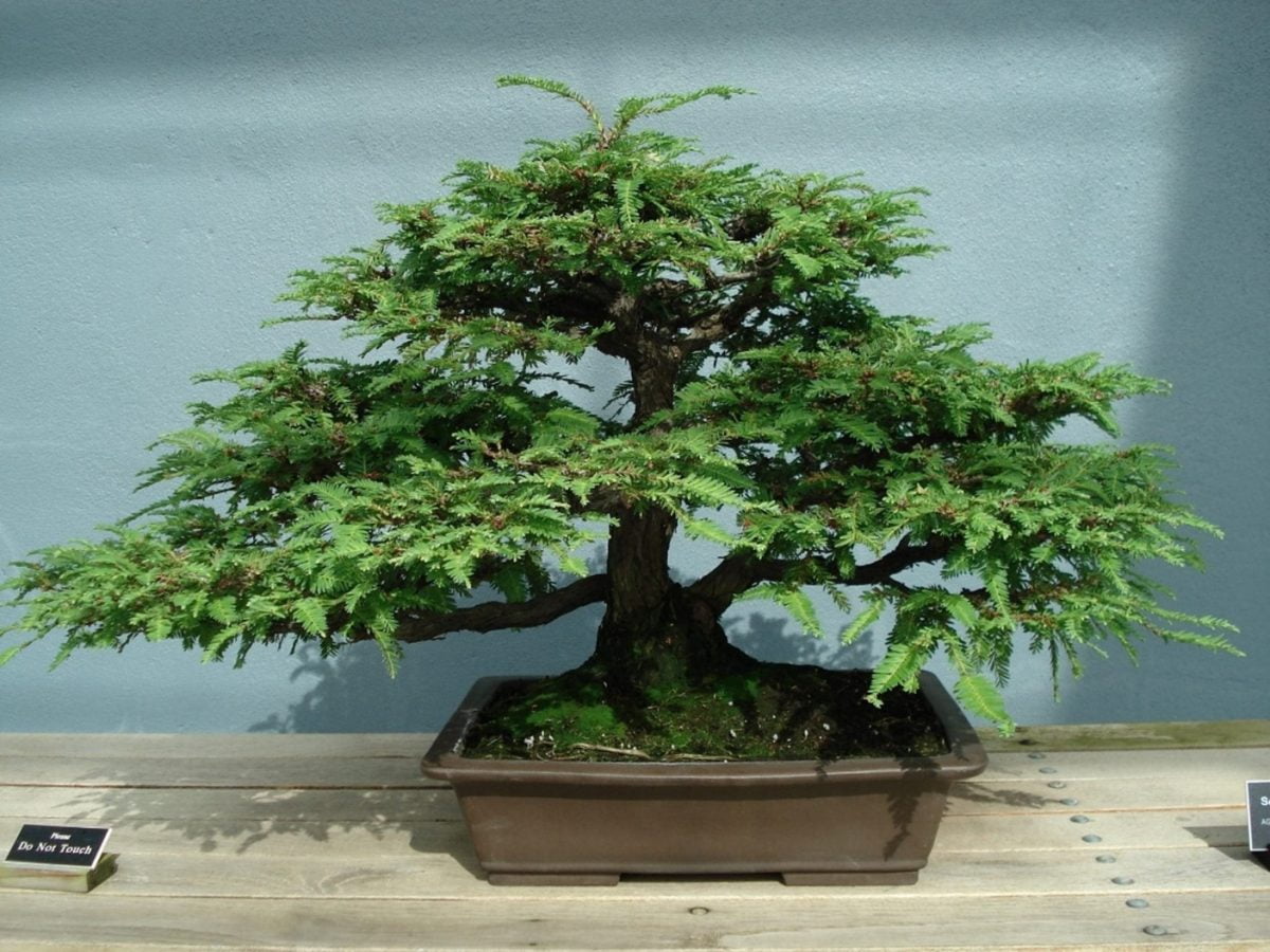 Caring for Sequoia Bonsai Tree