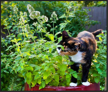 Catnip