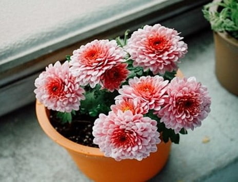 Chrysanthemums