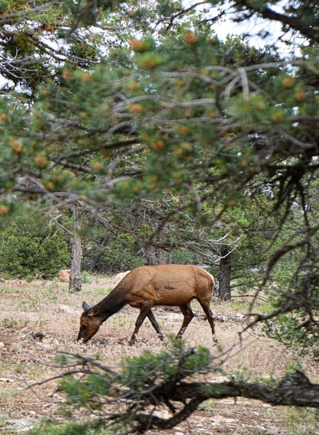 Day Diet of Deer