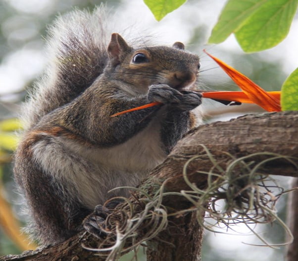 Do Squirrels Eat Meat? The Surprising Truth Organize With Sandy