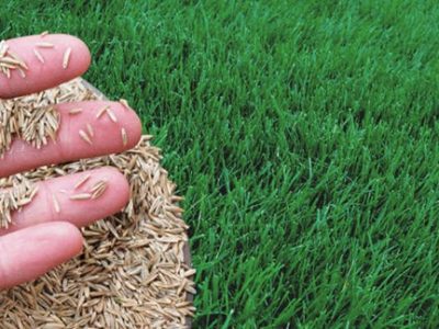 Does Grass Seed Expire and How to Check