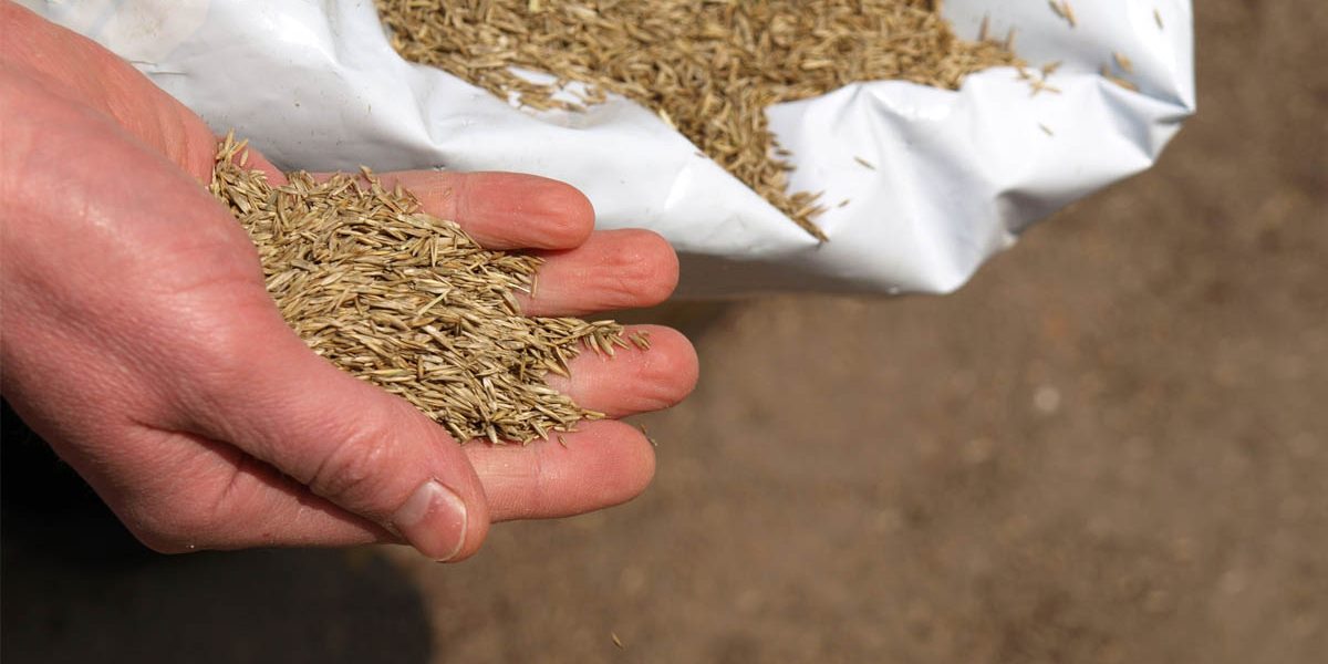 Does Grass Seed Have Expiration Date? Let us Find Out Organize With Sandy
