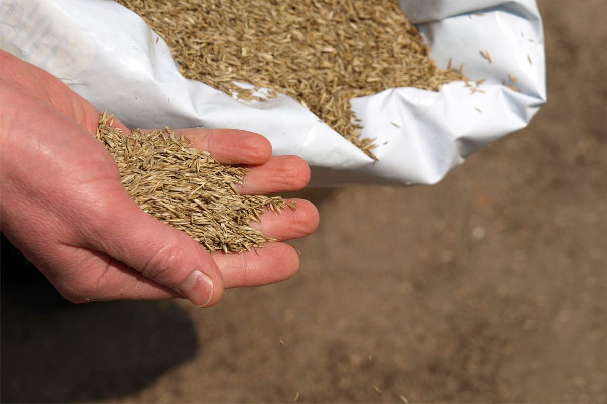 Does Grass Seed Have Expiration Date? Let us Find Out Organize With Sandy