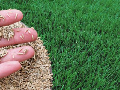 types of grass seed