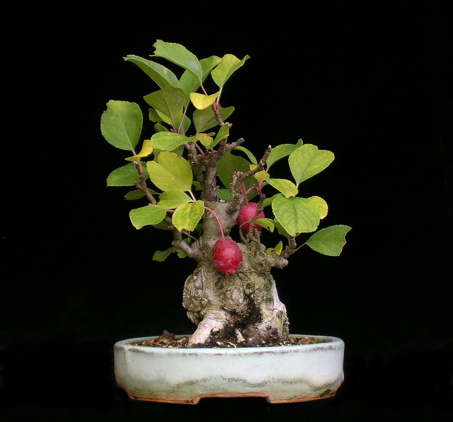 How Long Does It Take a Bonsai Apple Tree to Bloom Organize With Sandy