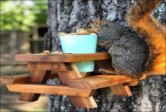 Feeding Squirrels, Good or Bad? - Organize With Sandy