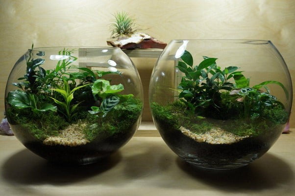 Fishbowl Terrarium
