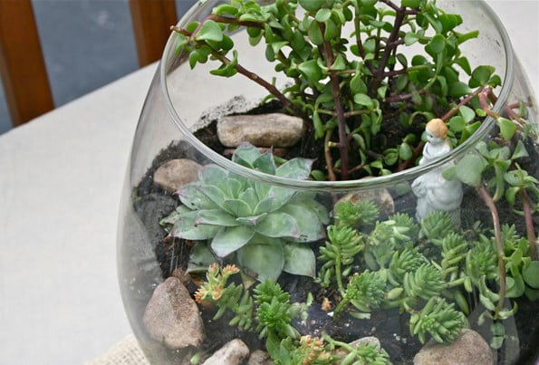 Fishbowl Terrarium