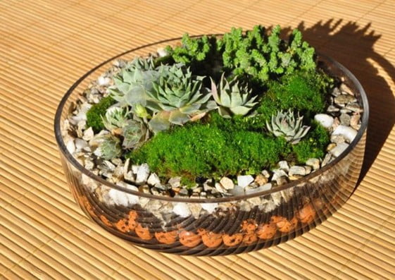 Flat Earth Terrarium