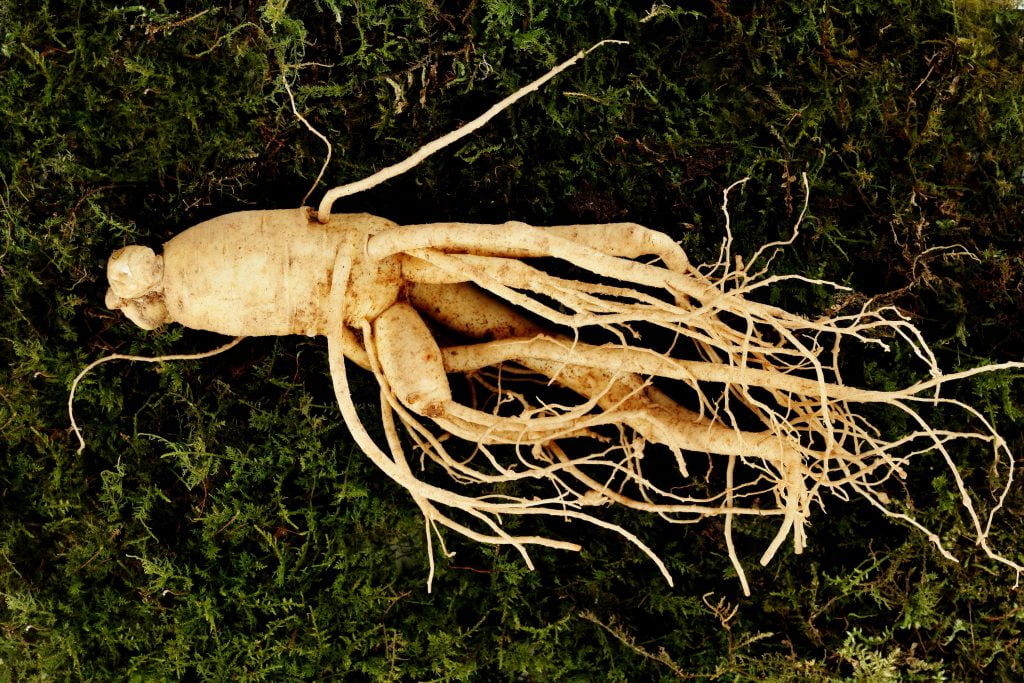 Why Is Ginseng Root So Expensive The Most Expensive Plants to Grow and Sell - Organize With Sandy