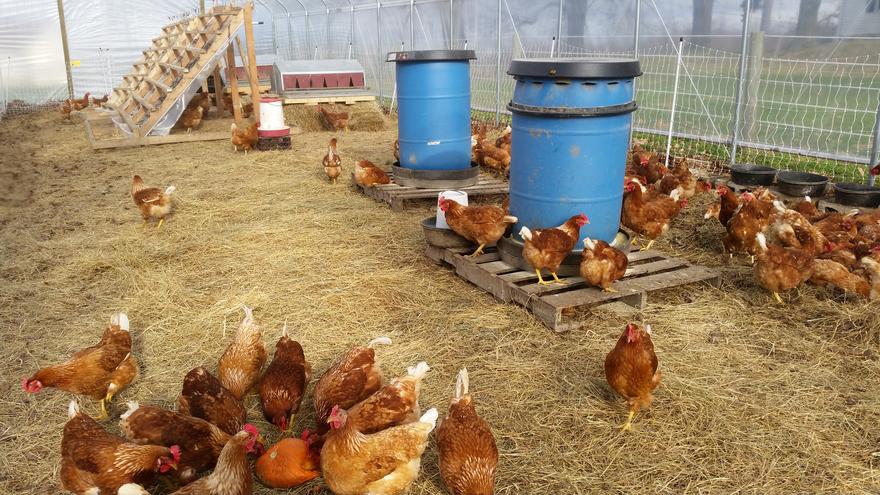 Greenhouse Nesting Box