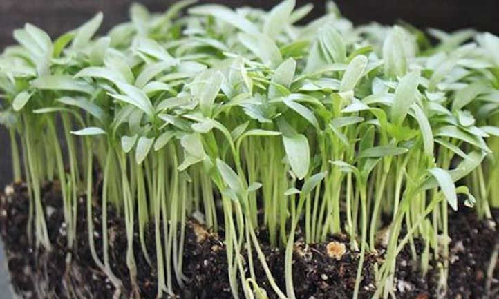 Grow Cilantro from Seeds